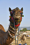Dromedary Camel on the animal market