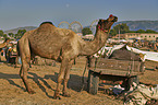 Dromedary Camel on the animal market