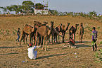 Dromedary Camel on the animal market