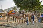 Dromedary Camel on the animal market