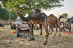Dromedary Camel on the animal market