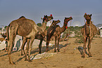 Dromedary Camel on the animal market