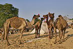 Dromedary Camel on the animal market