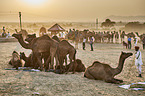 Dromedary Camel on the animal market