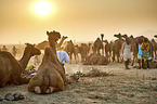 Dromedary Camel on the animal market
