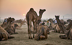 Dromedary Camel on the animal market