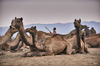 Dromedary Camel on the animal market