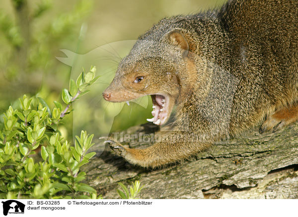 Zwergmanguste / dwarf mongoose / BS-03285