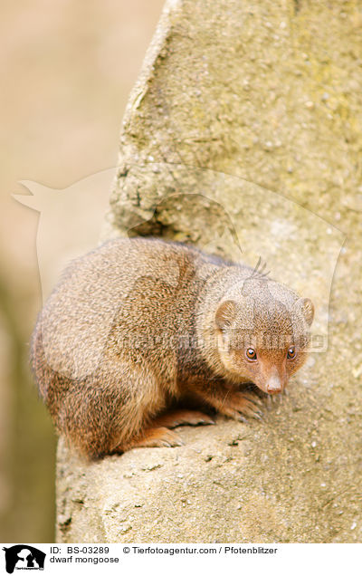 dwarf mongoose / BS-03289