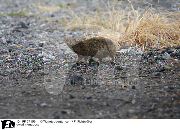 Zwergmanguste / dwarf mongoose / FF-07159