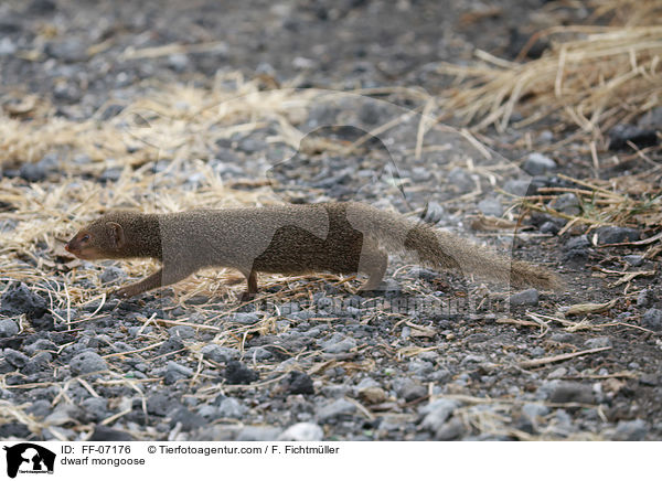 Zwergmanguste / dwarf mongoose / FF-07176
