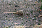 dwarf mongoose