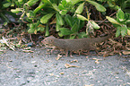dwarf mongoose