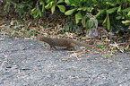 dwarf mongoose