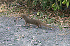 dwarf mongoose