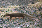 dwarf mongoose