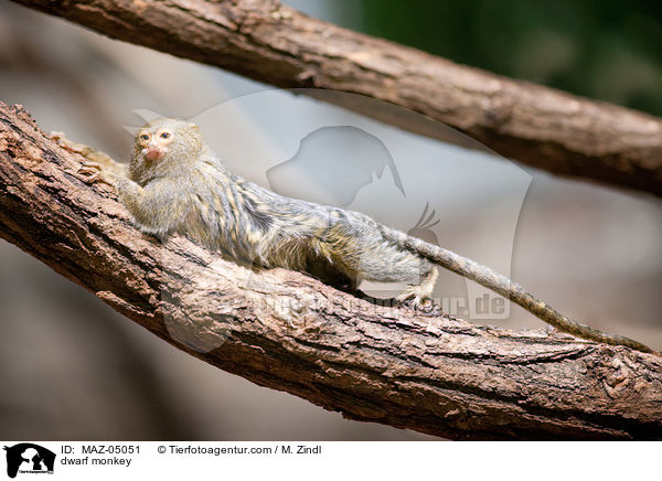 dwarf monkey / MAZ-05051