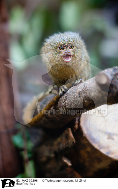 dwarf monkey / MAZ-05298