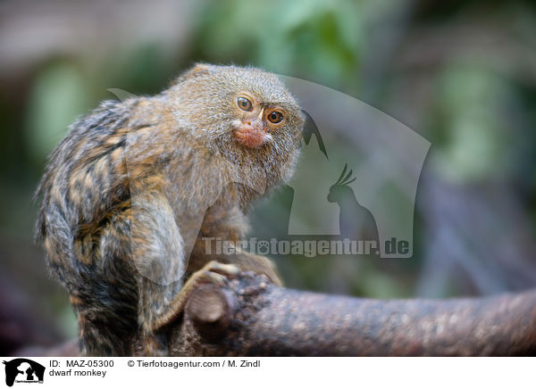 dwarf monkey / MAZ-05300