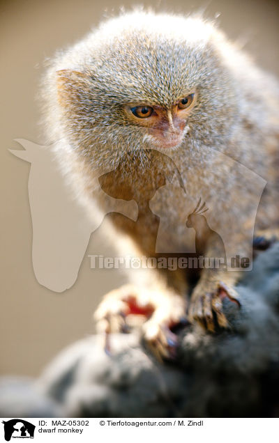 Zwergseidenffchen / dwarf monkey / MAZ-05302