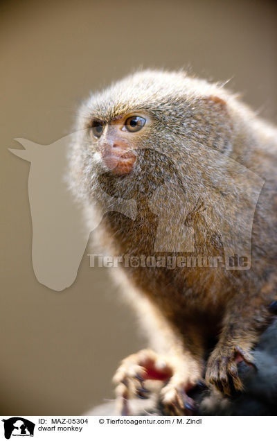 dwarf monkey / MAZ-05304