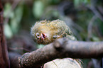 dwarf monkey