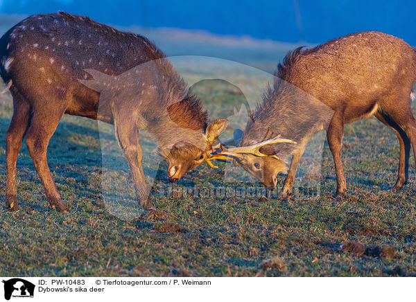 Dybowski's sika deer / PW-10483