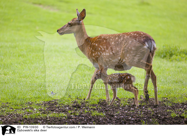 Dybowski-Hirsche / Dybowski's sika deer / PW-10930