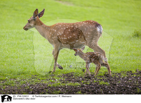 Dybowski's sika deer / PW-10931