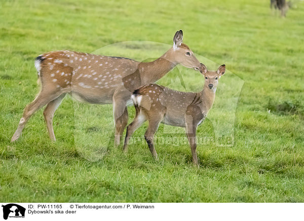 Dybowski-Hirsch / Dybowski's sika deer / PW-11165