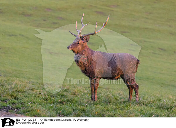 Dybowskihirsch / Dybowski's sika deer / PW-12253