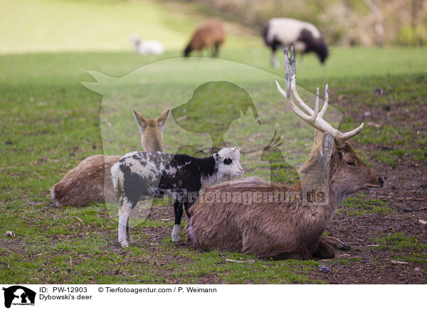 Dybowski-Hirsch / Dybowski's deer / PW-12903