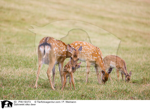 Dybowski-Hirsch / Dybowski sika deer / PW-19373