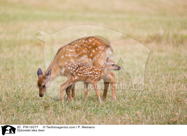 Dybowski-Hirsch / Dybowski sika deer / PW-19377