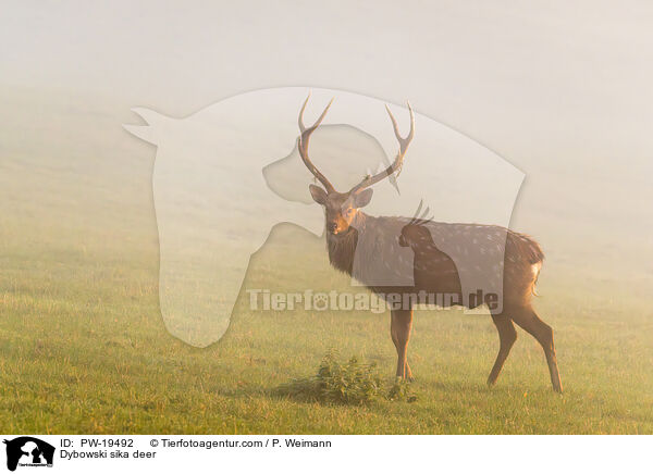 Dybowski sika deer / PW-19492