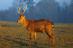 Dybowski's sika deer