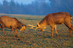 Dybowski's sika deer