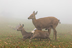Dybowski's sika deer