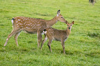 Dybowski's sika deer
