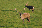 Dybowski's sika deer