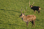 Dybowski's sika deer