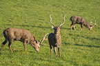 Dybowski's sika deer