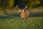 Dybowski's sika deer