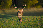 Dybowski's sika deer