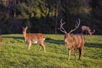 Dybowski's sika deer