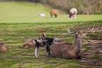 Dybowski's deer