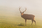 Dybowski sika deer