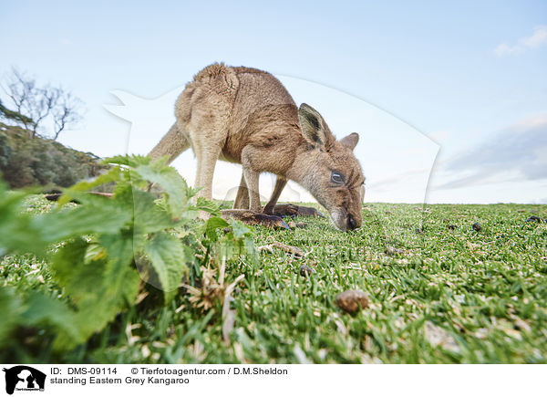stehendes stliches Graues Riesenknguru / standing Eastern Grey Kangaroo / DMS-09114