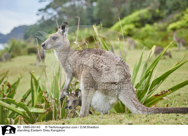 stehendes stliches Graues Riesenknguru / standing Eastern Grey Kangaroo / DMS-09140