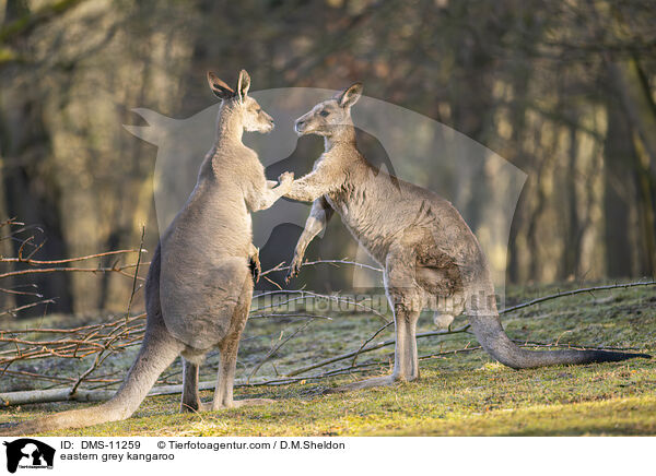 eastern grey kangaroo / DMS-11259